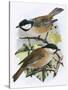 Coal Tit (Top) and Marsh Tit (Bottom)-English-Stretched Canvas