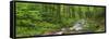 Coarse Brook, Gerold Villagesau, Black Forest, Baden-Baden, Baden-Wurttemberg, Germany-Rainer Mirau-Framed Stretched Canvas