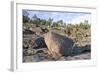 Coast and Coastline at UNESCO High Coast Heritage, Sweden.-scandphoto-Framed Photographic Print