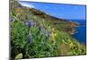 Coast Area at Ponta do Garajau near Canico, Madeira Island, Portugal-null-Mounted Art Print