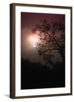 Coast Fog, Sun and Tree Design, Carmel-Vincent James-Framed Photographic Print