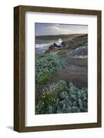 Coast in the Salt Point State Park, Sonoma Coast, California, Usa-Rainer Mirau-Framed Photographic Print