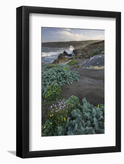 Coast in the Salt Point State Park, Sonoma Coast, California, Usa-Rainer Mirau-Framed Photographic Print