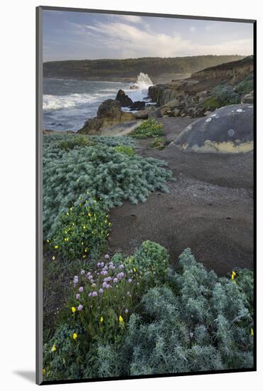 Coast in the Salt Point State Park, Sonoma Coast, California, Usa-Rainer Mirau-Mounted Photographic Print