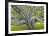 Coast Live Oak, Briones Regional Park, California, USA-Charles Gurche-Framed Photographic Print