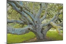 Coast Live Oak, Briones Regional Park, California, USA-Charles Gurche-Mounted Photographic Print