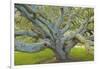 Coast Live Oak, Briones Regional Park, California, USA-Charles Gurche-Framed Photographic Print