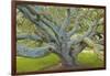 Coast Live Oak, Briones Regional Park, California, USA-Charles Gurche-Framed Photographic Print