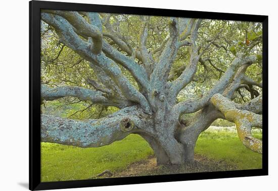Coast Live Oak, Briones Regional Park, California, USA-Charles Gurche-Framed Photographic Print