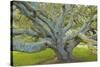 Coast Live Oak, Briones Regional Park, California, USA-Charles Gurche-Stretched Canvas