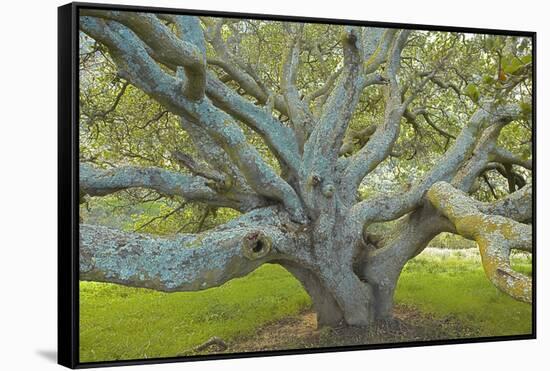 Coast Live Oak, Briones Regional Park, California, USA-Charles Gurche-Framed Stretched Canvas