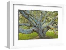 Coast Live Oak, Briones Regional Park, California, USA-Charles Gurche-Framed Photographic Print