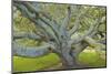 Coast Live Oak, Briones Regional Park, California, USA-Charles Gurche-Mounted Photographic Print