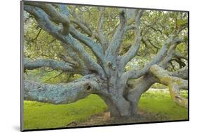 Coast Live Oak, Briones Regional Park, California, USA-Charles Gurche-Mounted Photographic Print