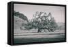 Coast Live Oak Elegance in Black and White, Northern California-null-Framed Stretched Canvas