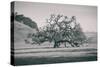 Coast Live Oak Elegance in Black and White, Northern California-null-Stretched Canvas