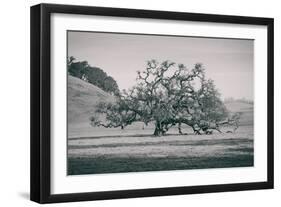 Coast Live Oak Elegance in Black and White, Northern California-null-Framed Photographic Print