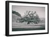 Coast Live Oak Elegance in Black and White, Northern California-null-Framed Photographic Print