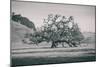 Coast Live Oak Elegance in Black and White, Northern California-null-Mounted Photographic Print