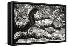Coast Live Oak I-Alan Hausenflock-Framed Stretched Canvas