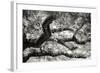 Coast Live Oak I-Alan Hausenflock-Framed Photographic Print