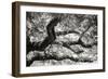 Coast Live Oak I-Alan Hausenflock-Framed Photographic Print