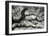 Coast Live Oak I-Alan Hausenflock-Framed Photographic Print