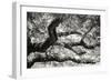 Coast Live Oak I-Alan Hausenflock-Framed Photographic Print