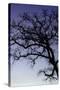 Coast Live Oak Silhouette, Mount Diablo California-Vincent James-Stretched Canvas