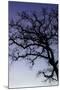 Coast Live Oak Silhouette, Mount Diablo California-Vincent James-Mounted Photographic Print