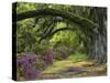 Coast Live Oaks and Azaleas Blossom, Magnolia Plantation, Charleston, South Carolina, USA-Adam Jones-Stretched Canvas