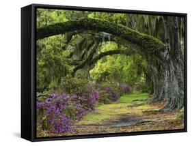 Coast Live Oaks and Azaleas Blossom, Magnolia Plantation, Charleston, South Carolina, USA-Adam Jones-Framed Stretched Canvas