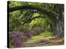 Coast Live Oaks and Azaleas Blossom, Magnolia Plantation, Charleston, South Carolina, USA-Adam Jones-Stretched Canvas