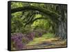 Coast Live Oaks and Azaleas Blossom, Magnolia Plantation, Charleston, South Carolina, USA-Adam Jones-Framed Stretched Canvas