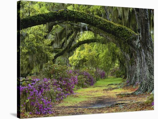 Coast Live Oaks and Azaleas Blossom, Magnolia Plantation, Charleston, South Carolina, USA-Adam Jones-Stretched Canvas