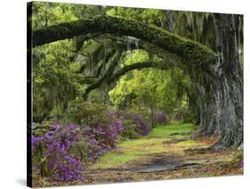 Coast Live Oaks and Azaleas Blossom, Magnolia Plantation, Charleston, South Carolina, USA-Adam Jones-Stretched Canvas