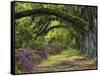Coast Live Oaks and Azaleas Blossom, Magnolia Plantation, Charleston, South Carolina, USA-Adam Jones-Framed Stretched Canvas
