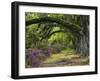 Coast Live Oaks and Azaleas Blossom, Magnolia Plantation, Charleston, South Carolina, USA-Adam Jones-Framed Photographic Print