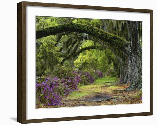 Coast Live Oaks and Azaleas Blossom, Magnolia Plantation, Charleston, South Carolina, USA-Adam Jones-Framed Photographic Print