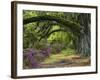 Coast Live Oaks and Azaleas Blossom, Magnolia Plantation, Charleston, South Carolina, USA-Adam Jones-Framed Photographic Print