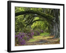 Coast Live Oaks and Azaleas Blossom, Magnolia Plantation, Charleston, South Carolina, USA-Adam Jones-Framed Photographic Print