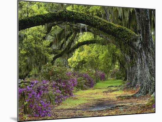 Coast Live Oaks and Azaleas Blossom, Magnolia Plantation, Charleston, South Carolina, USA-Adam Jones-Mounted Photographic Print