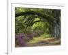 Coast Live Oaks and Azaleas Blossom, Magnolia Plantation, Charleston, South Carolina, USA-Adam Jones-Framed Photographic Print