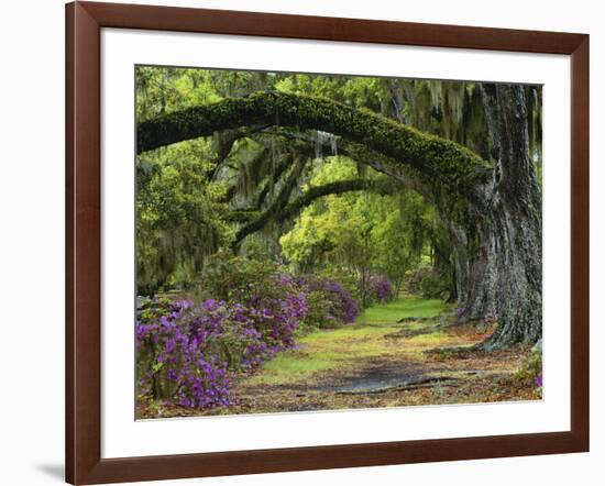 Coast Live Oaks and Azaleas Blossom, Magnolia Plantation, Charleston, South Carolina, USA-Adam Jones-Framed Photographic Print