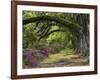 Coast Live Oaks and Azaleas Blossom, Magnolia Plantation, Charleston, South Carolina, USA-Adam Jones-Framed Photographic Print