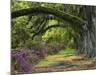 Coast Live Oaks and Azaleas Blossom, Magnolia Plantation, Charleston, South Carolina, USA-Adam Jones-Mounted Photographic Print