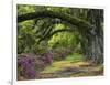 Coast Live Oaks and Azaleas Blossom, Magnolia Plantation, Charleston, South Carolina, USA-Adam Jones-Framed Photographic Print