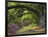 Coast Live Oaks and Azaleas Blossom, Magnolia Plantation, Charleston, South Carolina, USA-Adam Jones-Framed Photographic Print