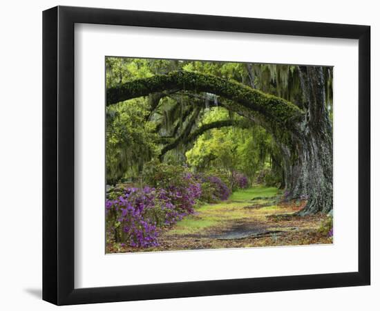 Coast Live Oaks and Azaleas Blossom, Magnolia Plantation, Charleston, South Carolina, USA-Adam Jones-Framed Photographic Print