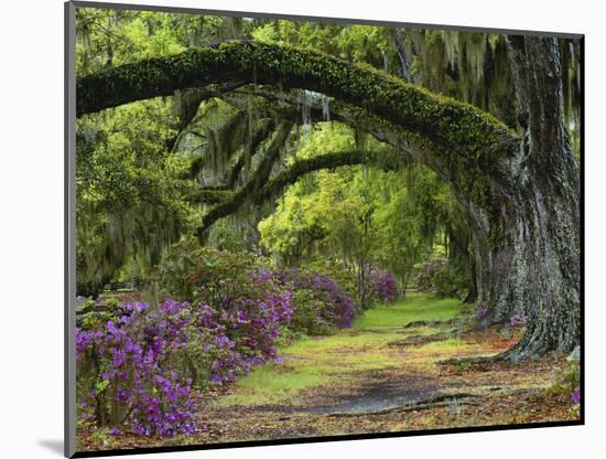 Coast Live Oaks and Azaleas Blossom, Magnolia Plantation, Charleston, South Carolina, USA-Adam Jones-Mounted Photographic Print